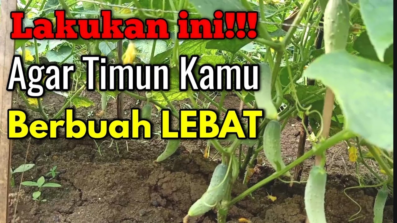 Pemangkasan Tanaman Timun Agar Berbuah Lebat