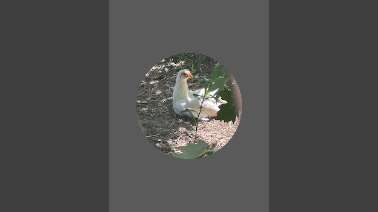 Join if your obsessed with FORTNITE