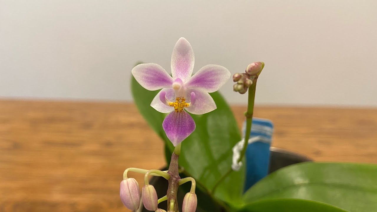 「22074」EQ蝴蝶兰，从幼苗养到开花【兰花词典25-1】Phal.equestris 'Blue Lip' 蝴蝶兰属，桃红蝴蝶兰/姬蝴蝶兰/eq蝴蝶兰 // 静姐说花310 -2