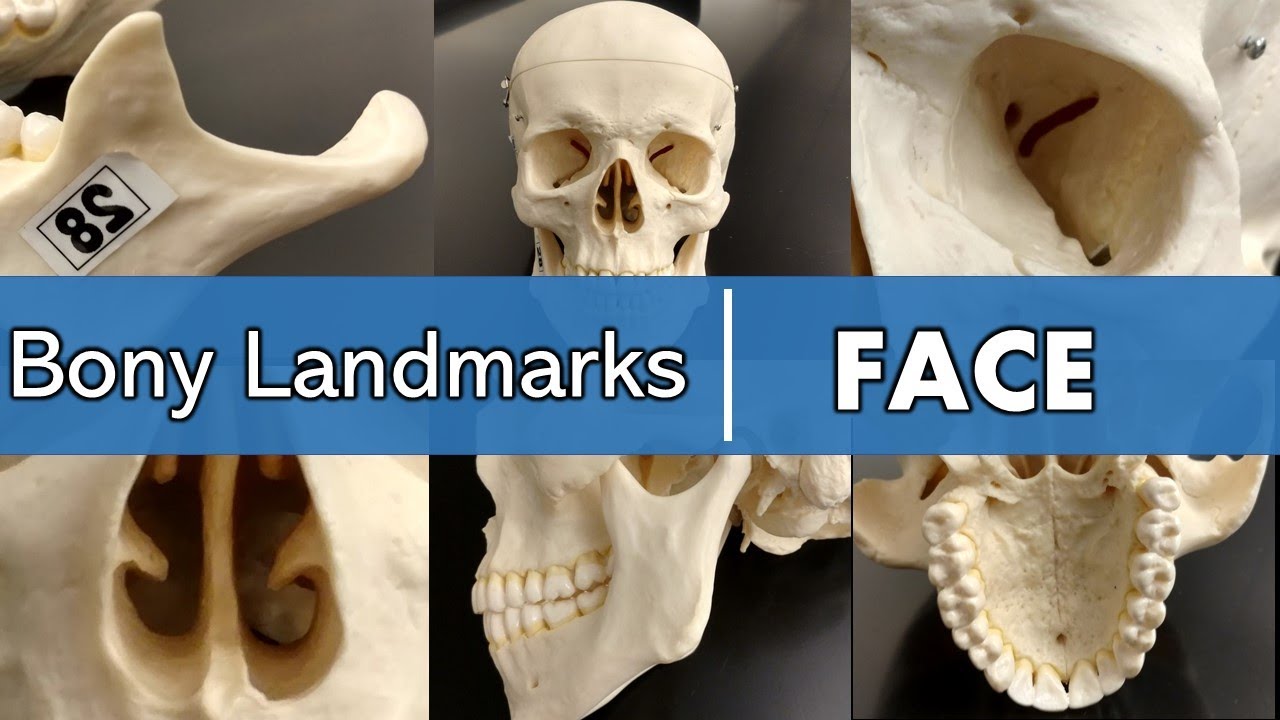 Bony landmarks of the face