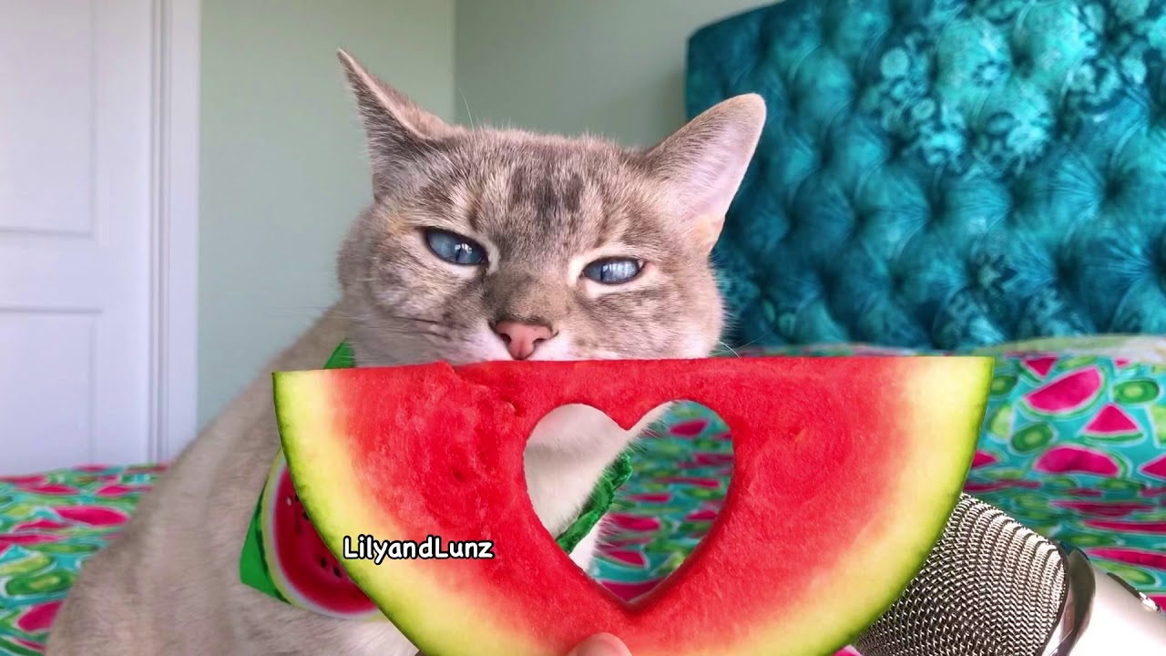 ASMR - CAT LOVES WATERMELON