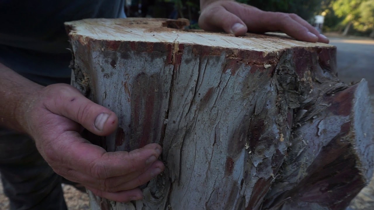 Boaz Elkayam is taking down a dead Cypress for flamenco guitar