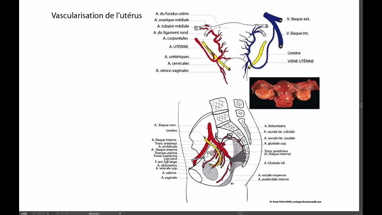 UTERUS VASCULARISATION