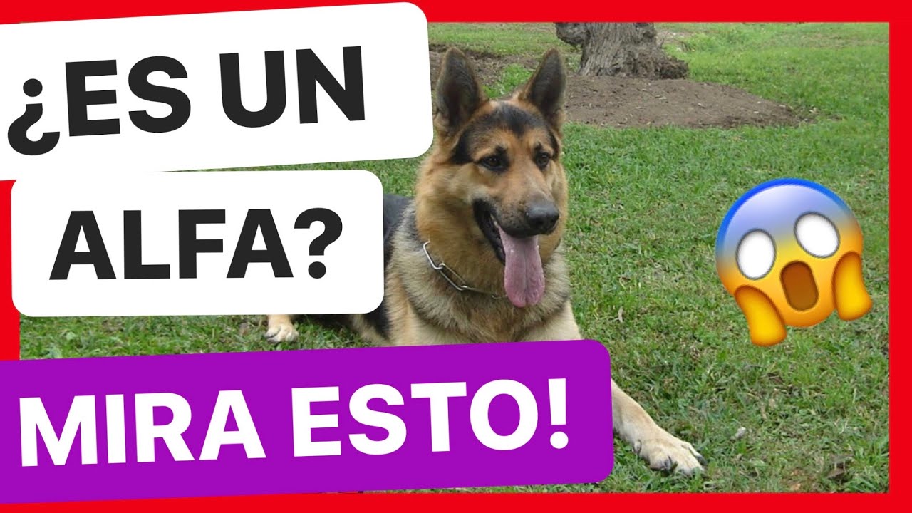¿Cómo SABER si mi PERRO es un ALFA? ✅ - ¿CÓMO ACTÚA?