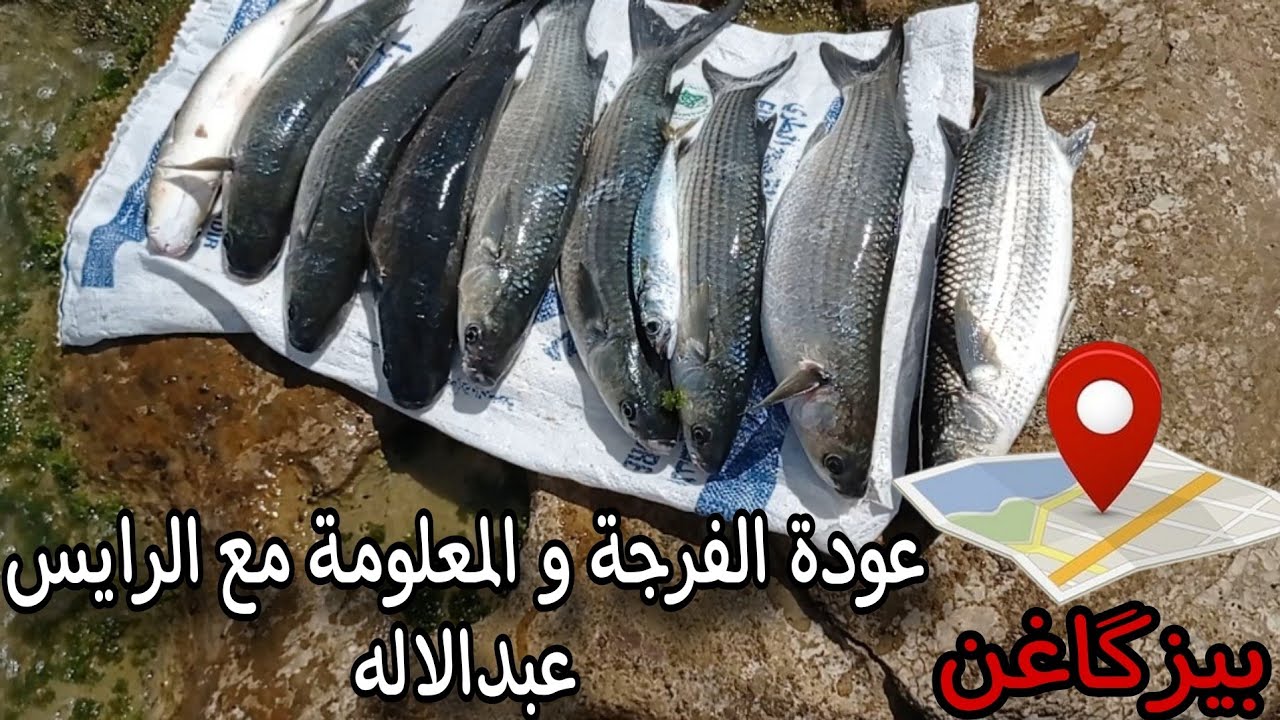 عودة الرايس عبدالاله لصيد على سمك البوري الكبير من العلوات بطريقة سهلة وفعالة