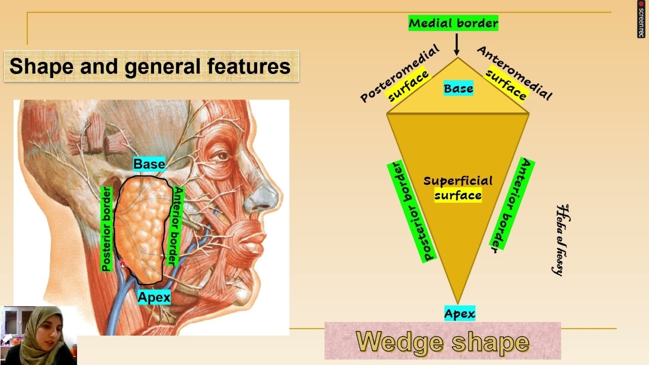 Salivary glands