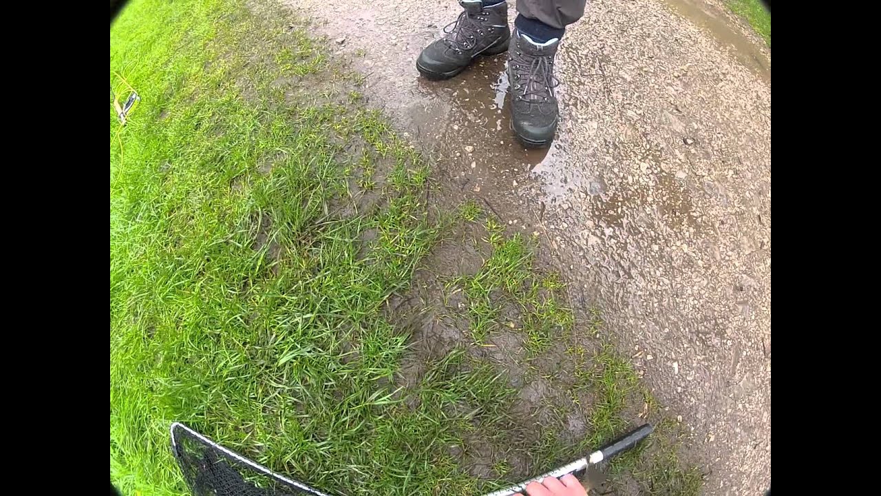 Wild Brown trout. River Dove, Dovedale, Derbyshire.