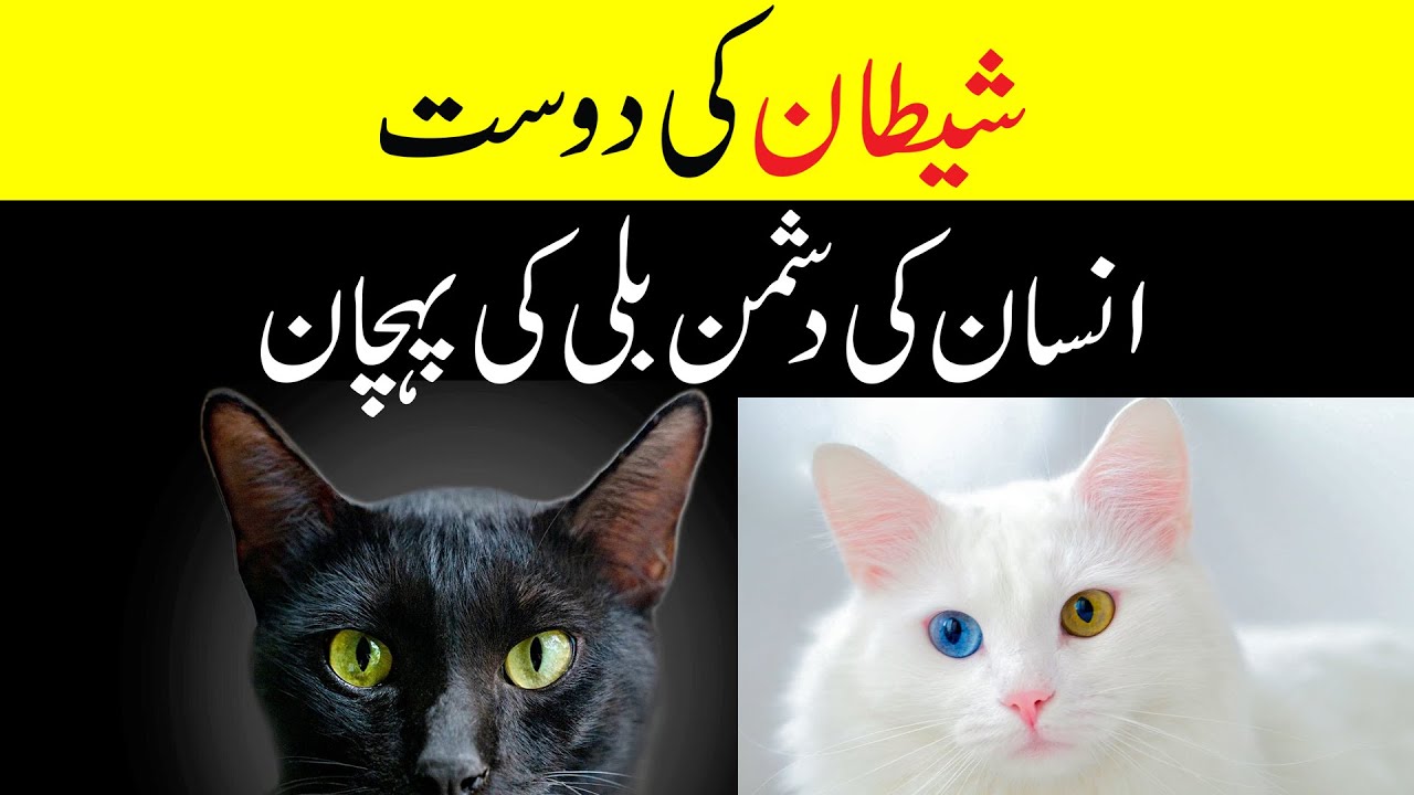 Shaitan Ki Dost Billi | Insan Ki Dusman Billi