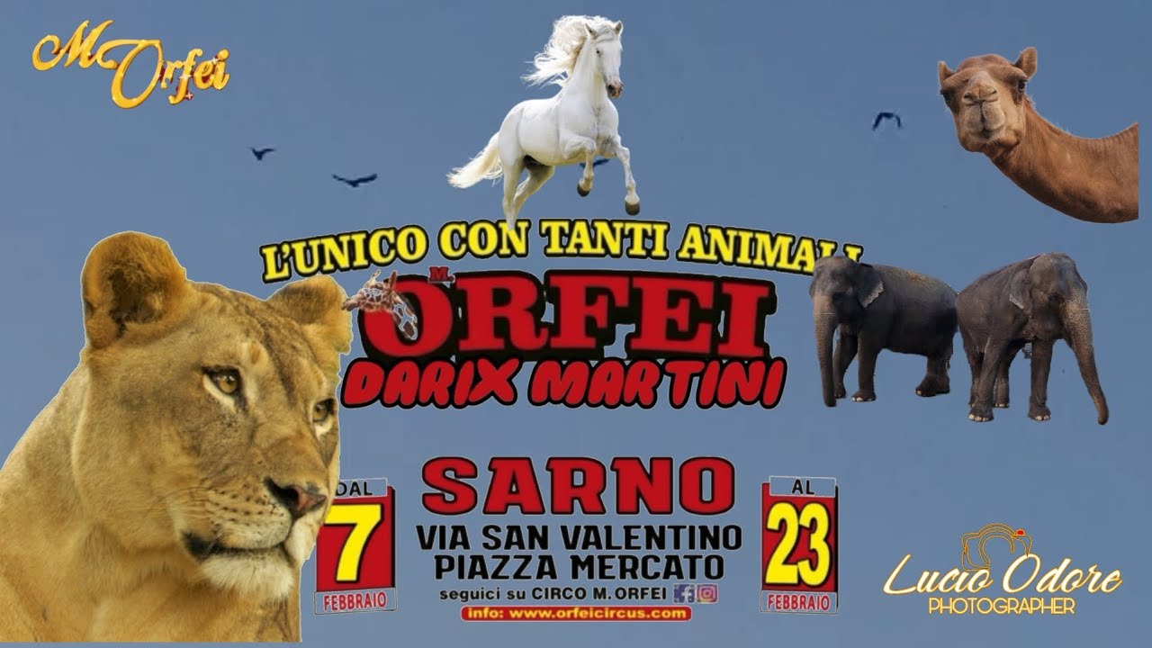 I bellissimi animali dello zoo del circo 🎪 M. ORFEI a Sarno, febbraio 2025