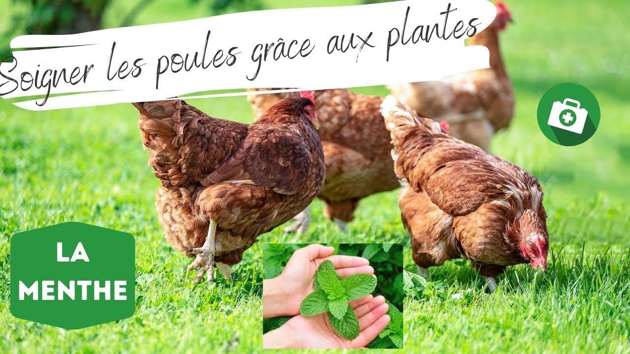 Comment soigner une poule grâce à la menthe ? 🐓Traitement naturel pour les poules
