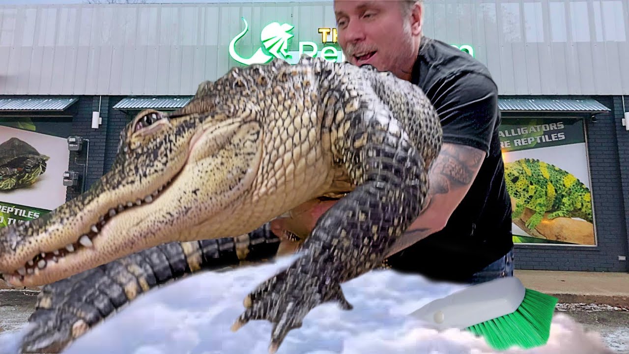 GIVING MY HUGE PET ALLIGATOR A BATH!! | BRIAN BARCZYK