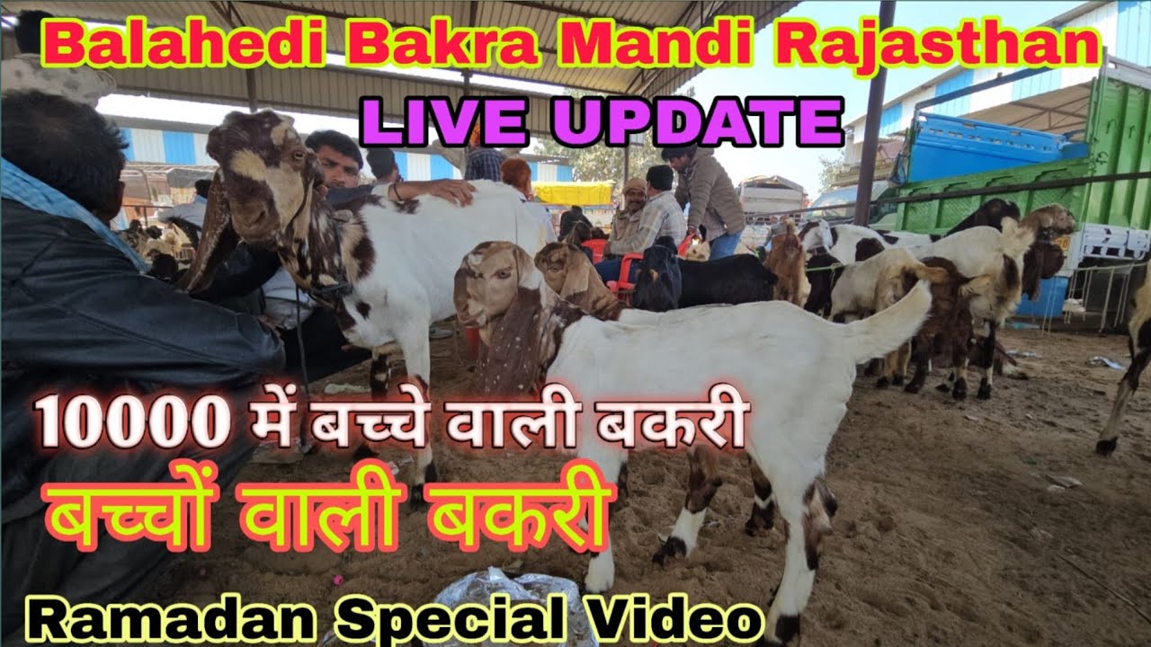  #live Balaheri Bakra Mandi Docomentary || Live Update | तोतापारी बच्चे वाली बकरियों का बाजार 