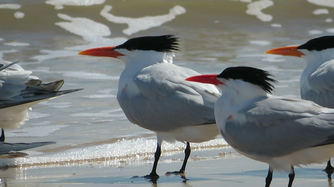 Royal Terns, Upper Texas Coast, April, 2018