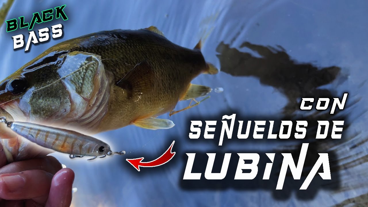 🐸 Black Bass en GALICIA con SEÑUELOS de lubina: ¡Éxito total en el embalse! 🎣🔥