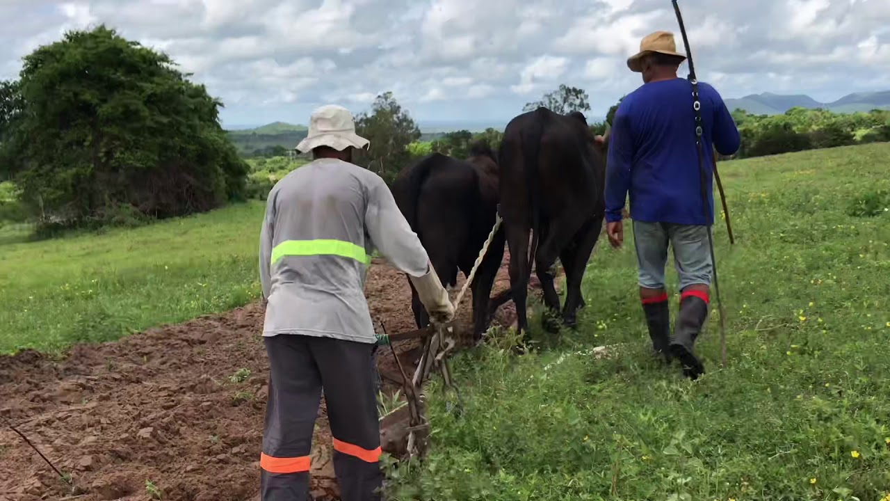 Arando terra com Boi em Alagoas