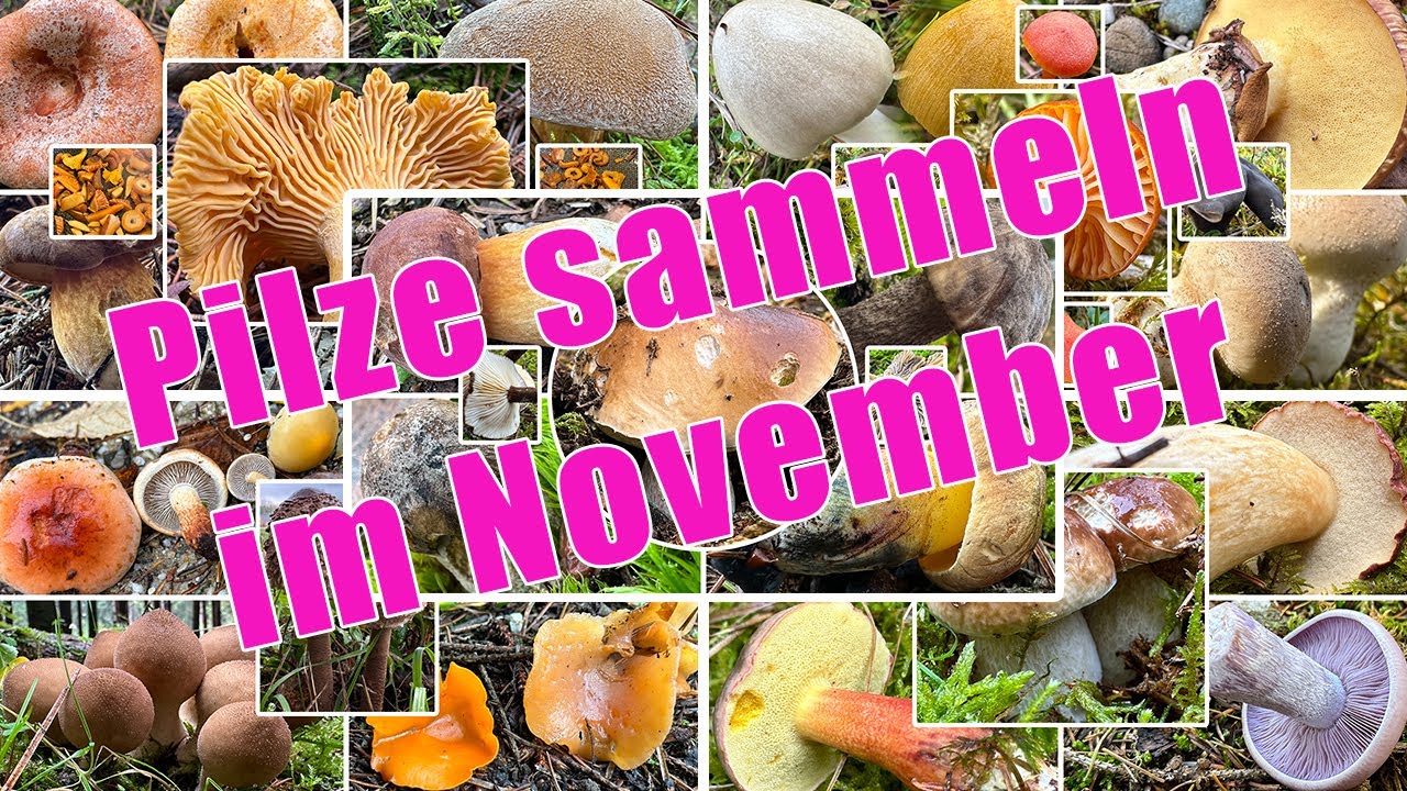 Wie lange wachsen Steinpilze? Kann man noch Steinpilze finden? Pilze sammeln im November | Herbst