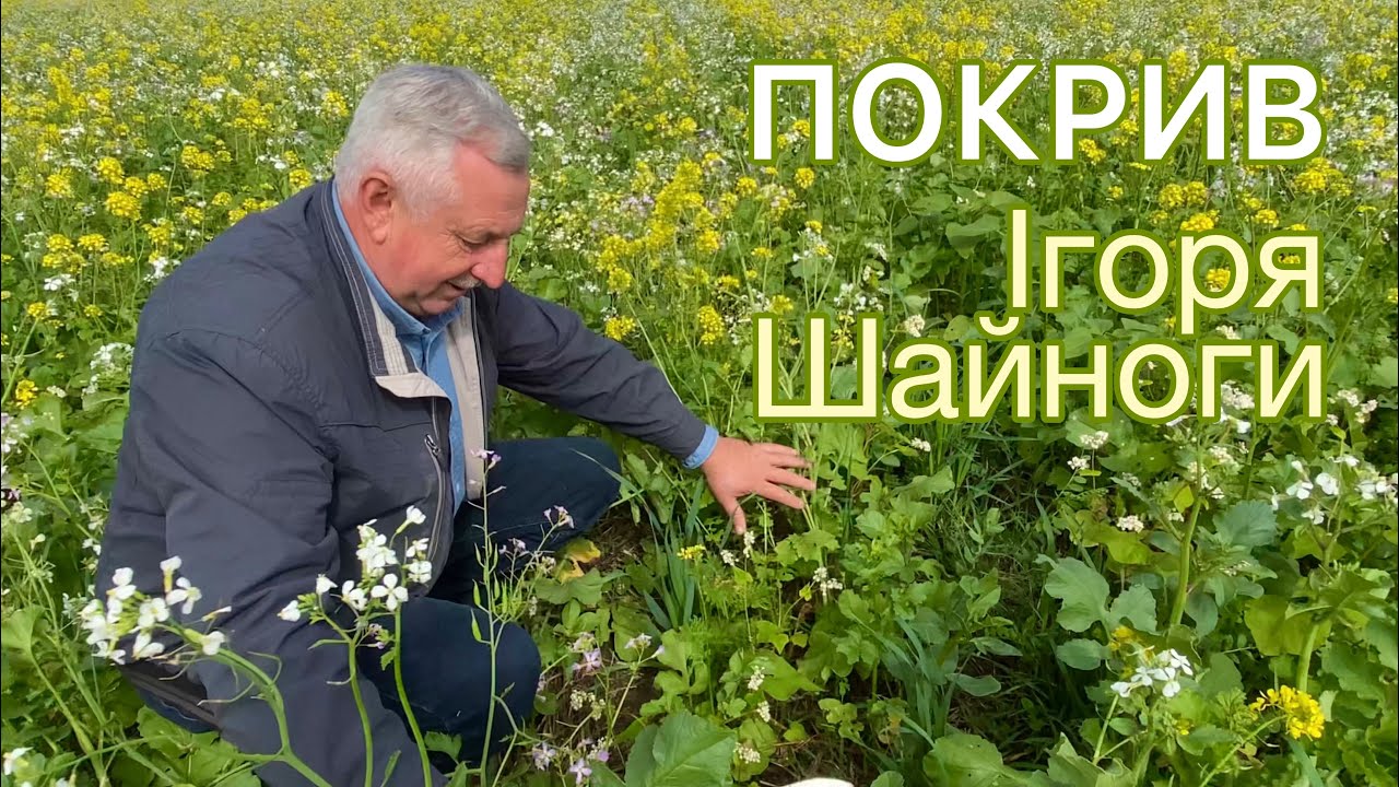 Суміш покривних культур Ігоря Шайноги
