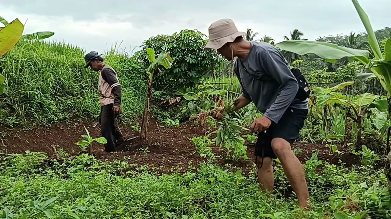 MEMBUANG GULMA & RUMPUT LIAR
