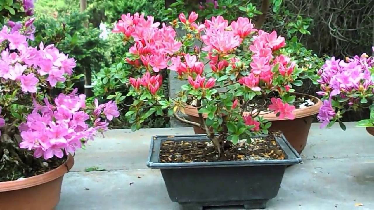 Bonsai - Azalky. č. DSCN1782