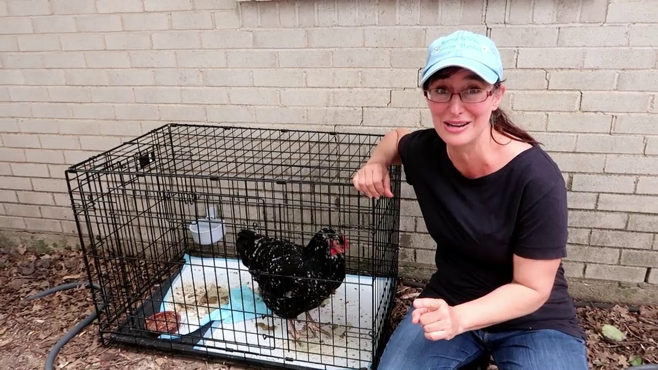 How to break a broody hen!