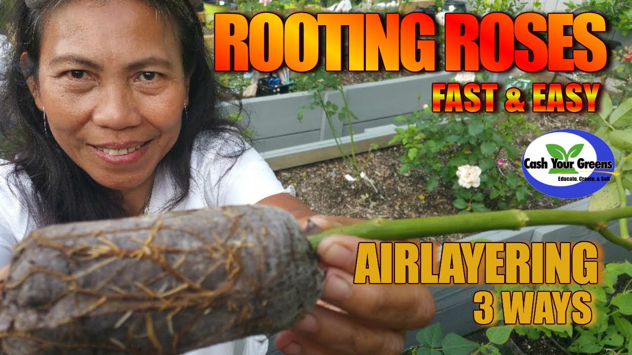 PROPAGATING ROSES FROM CUTTINGS | FAST and EASY using 3 different air layering methods.
