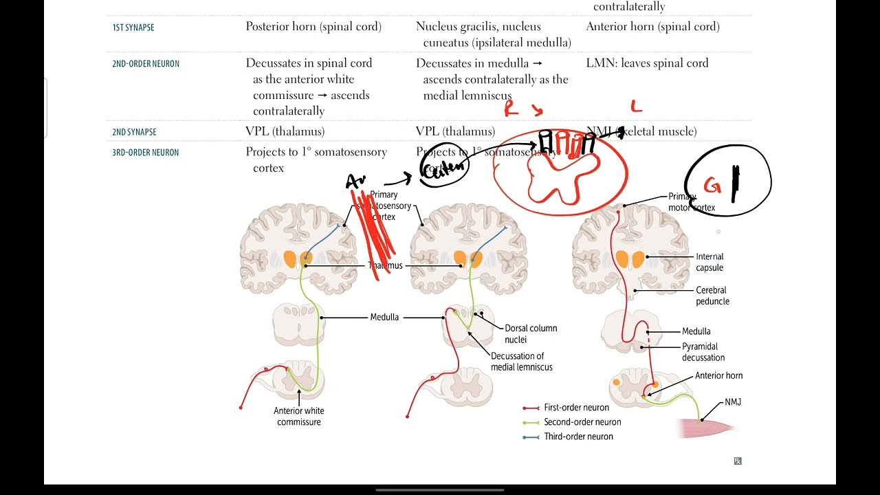 Spinal tracts anatomy and functions | Neurology # 16 | First Aid USMLE in Urdu/Hindi