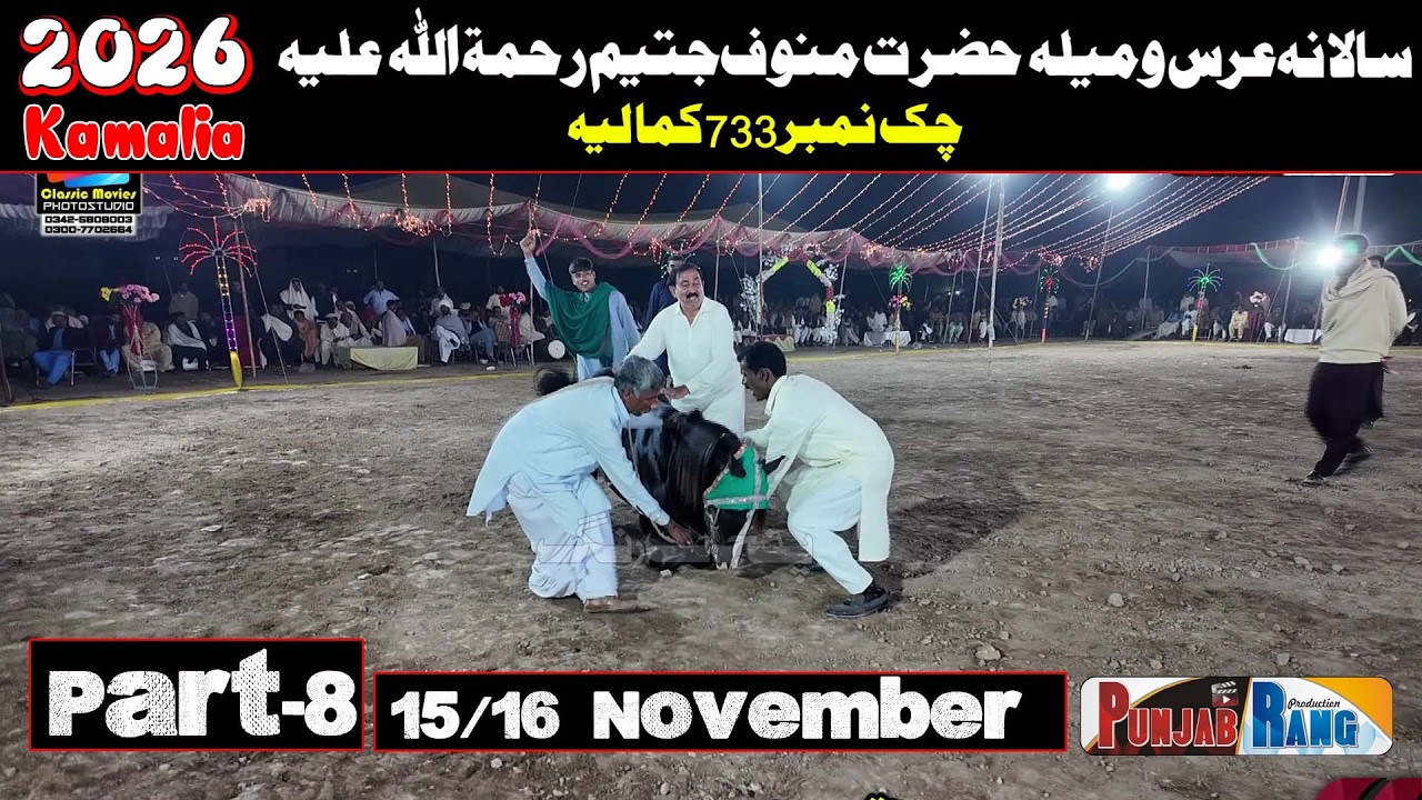 Horse Dance Mela Manoof Jateem l 15 November 2025 l Chako No 733 Manoof Jateem  Kamaliya  Part -8