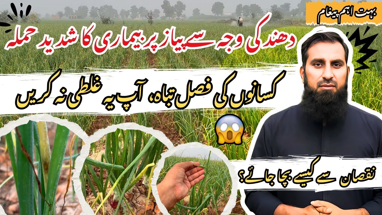 Onion Disease Attack دھند کی وجہ سے پیاز پر بیماری کا حملہ | How to Protect Onion Crops?