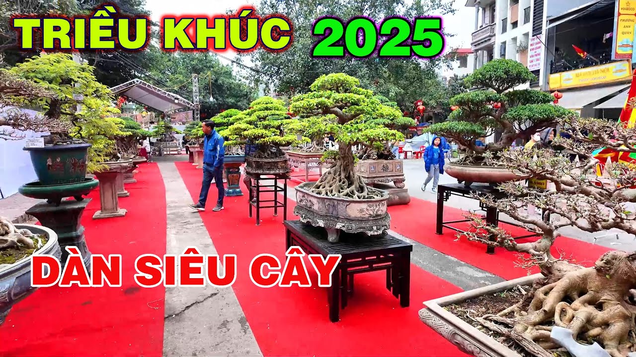 Dàn Cây cảnh tiền tỷ trên phố Triều Khúc, Hà Nội 2025