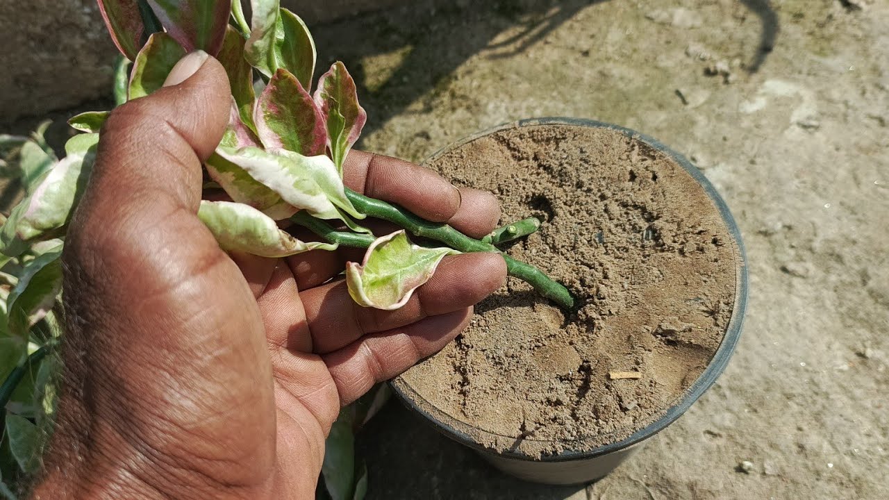 Pari Nath Plant Care | Grow Fast Tips & Tricks for Healthy Plant