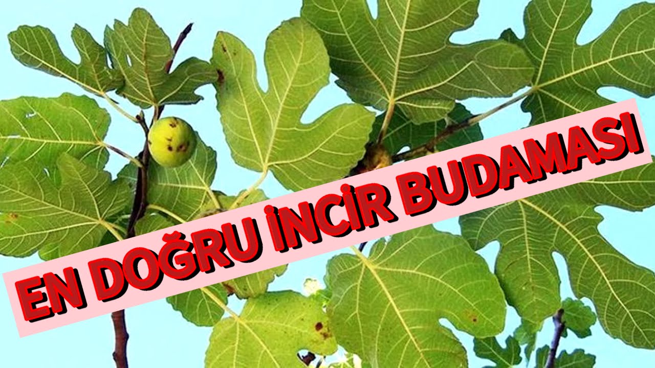 İNCİR BUDAMASI VE ŞEKİL VERME İŞLEMİ