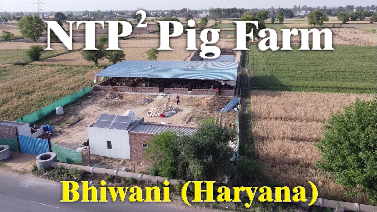 NTP PIG FARM | Bhiwani , Haryana | Swastik Pig Farm