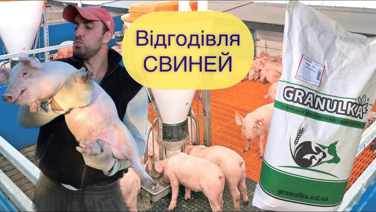 GRANULKA-БМВД-Комбікорм на якому Свині  ГАРНО Ростуть!