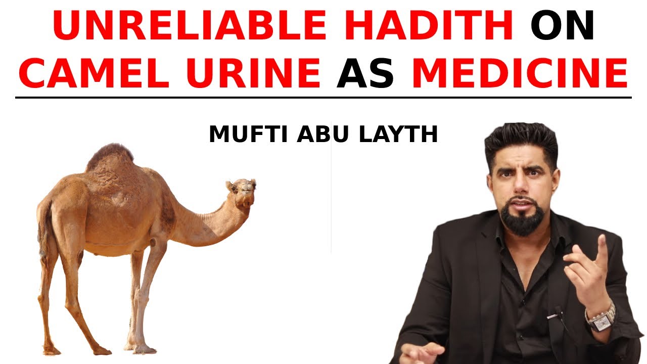Unreliable hadith on camel urine as medicine | Mufti Abu Layth