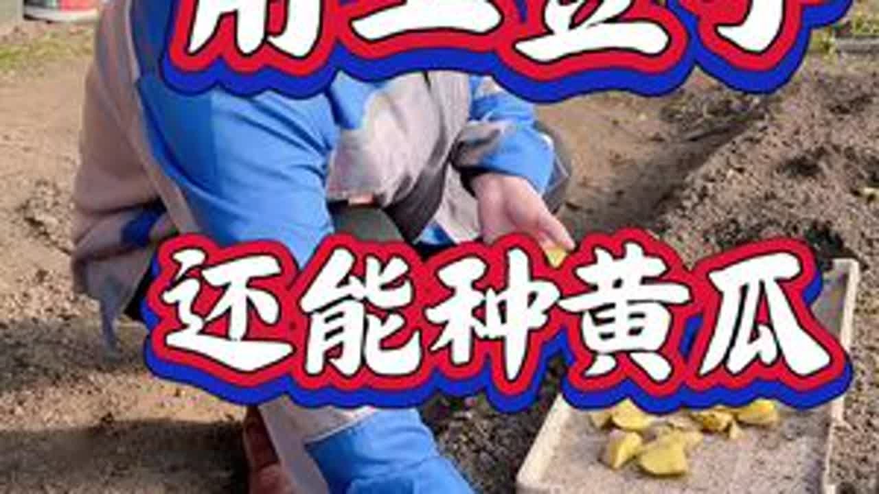 土豆种黄瓜这招厉害
