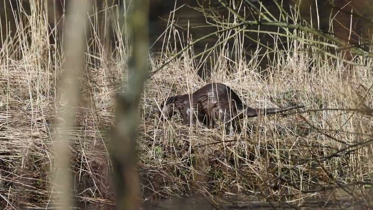 Otters Thurso River 21 02 2022 caithness, Scotland