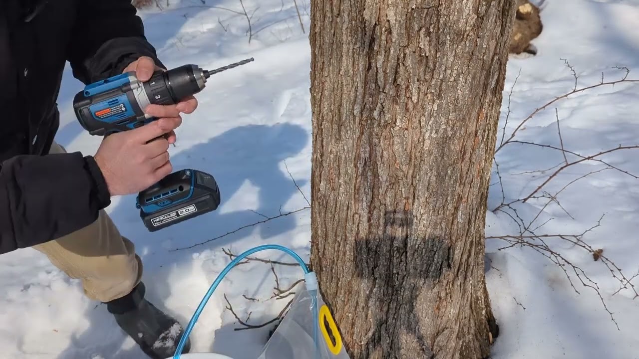 My FIRST Time Tapping Maple Trees