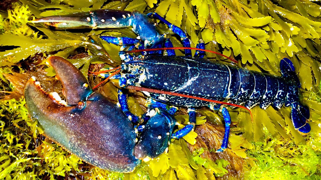 Coastal Foraging at night - HUGE LOBSTER, Crabs and amazing UV Footage | The Fish Locker