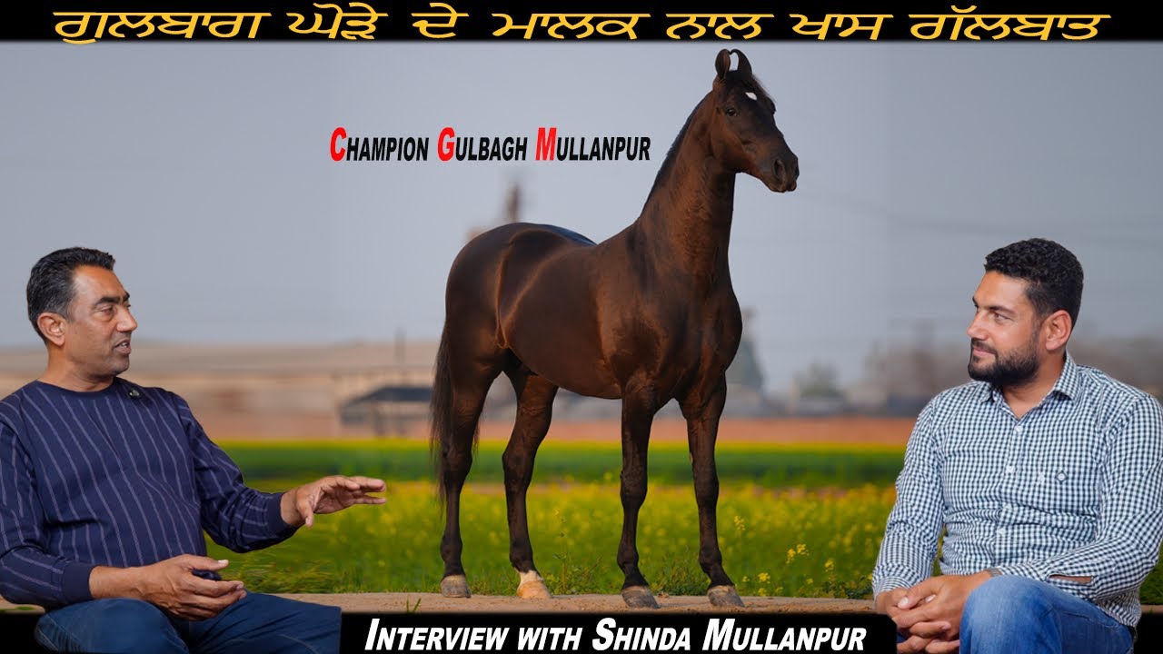 Champion Stallion Gulbagh ਗੁਲਬਾਗ ਘੋੜੇ ਦੇ ਮਾਲਕ ਨਾਲ ਖਾਸ ਗੱਲਬਾਤ Interview with Shinda Mullanpur