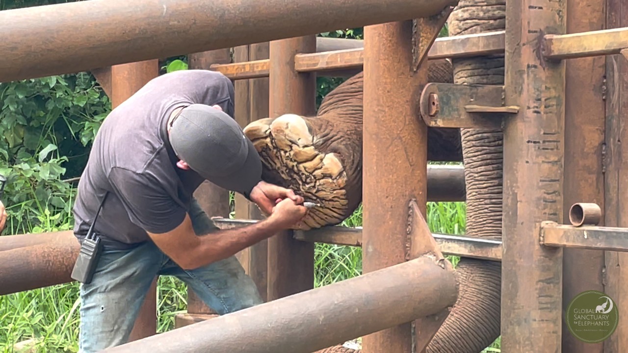 Elephant Footwork with Scott