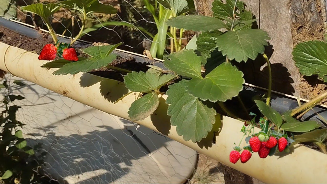 Como plantar morango em cano pvc ?