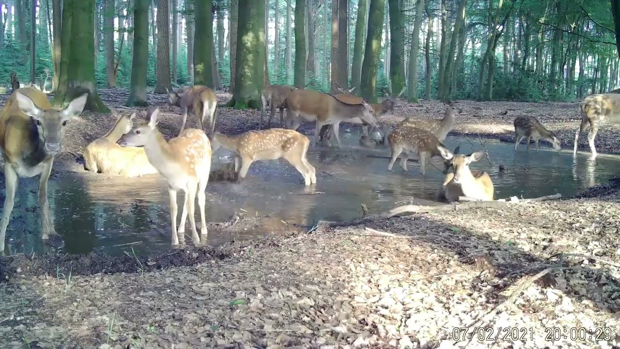 Wildcamera bij waterpoel - aflevering 4 - juli 2021