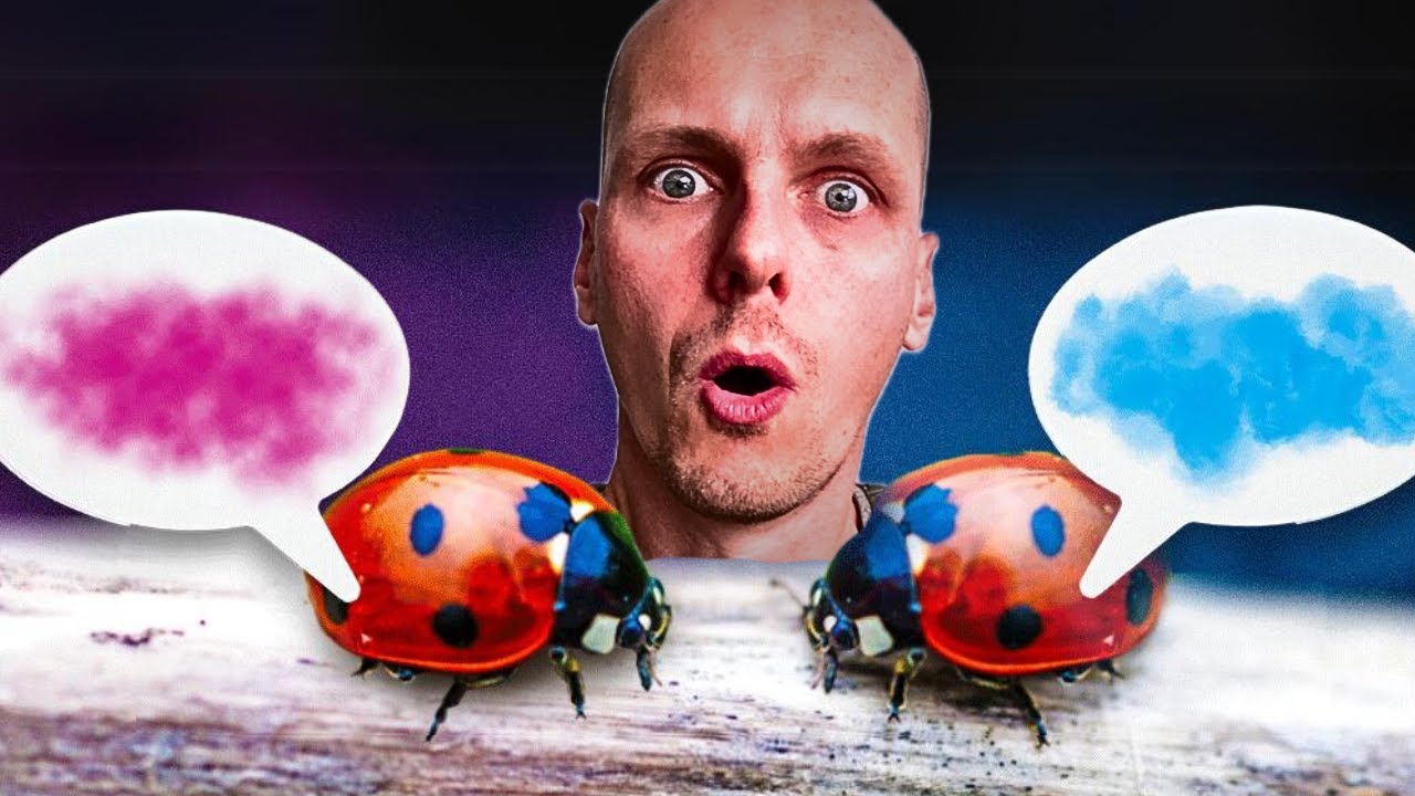 Je décrypte la langue des coccinelles (c'est fascinant)