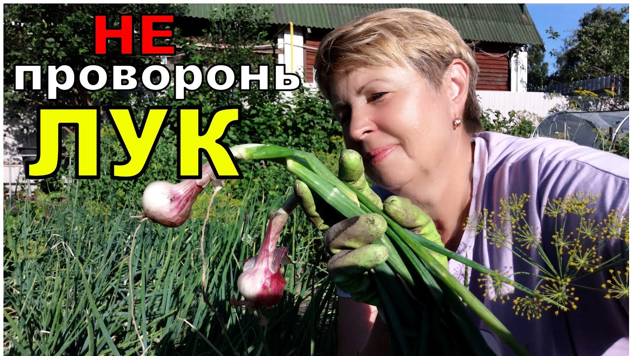 Бабушка учила- сделай 3 важных дела с луком и он тебя порадует урожаем. Не провороньте !