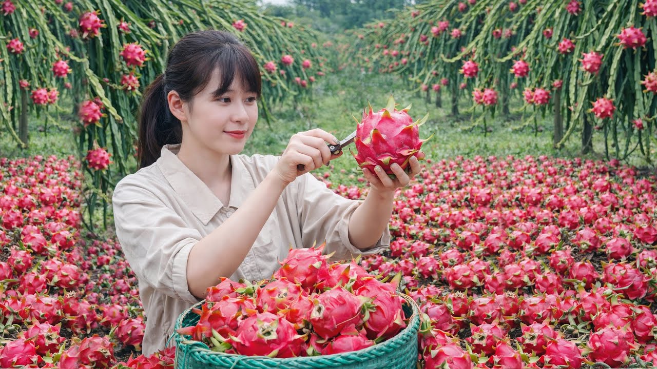 Harvesting dragon fruit at the farm and transporting it to the market for quick sale - Farm life
