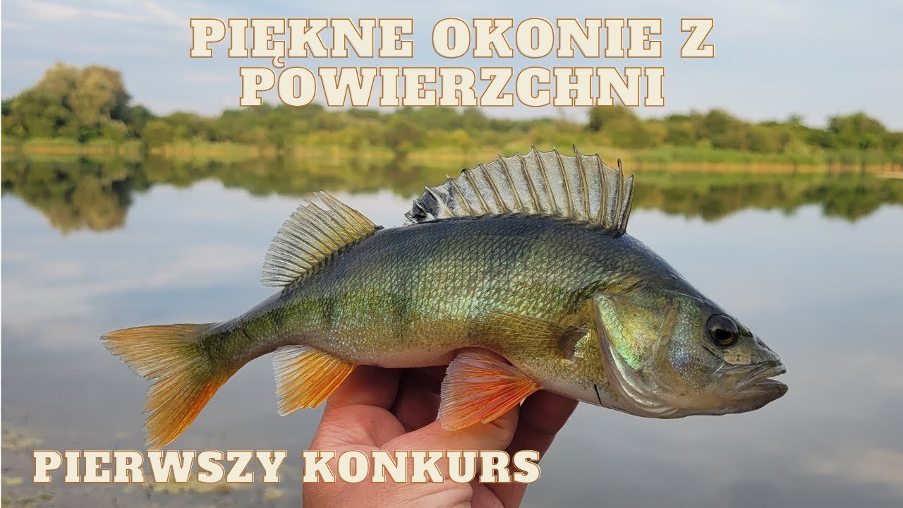 | POWIERZCHNIOWE ŁOWIENIE GRUBYCH OKONI | PIERWSZY KONKURS i OKOŃ GIGANT 40CM+| Odc. 33