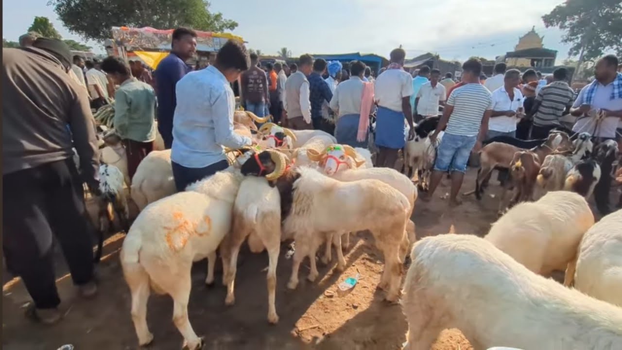Magadi goat and sheep market nearing Bakrid May 16 2025 with price Bangalore | ಮಾಗಡಿ #sale #amingad