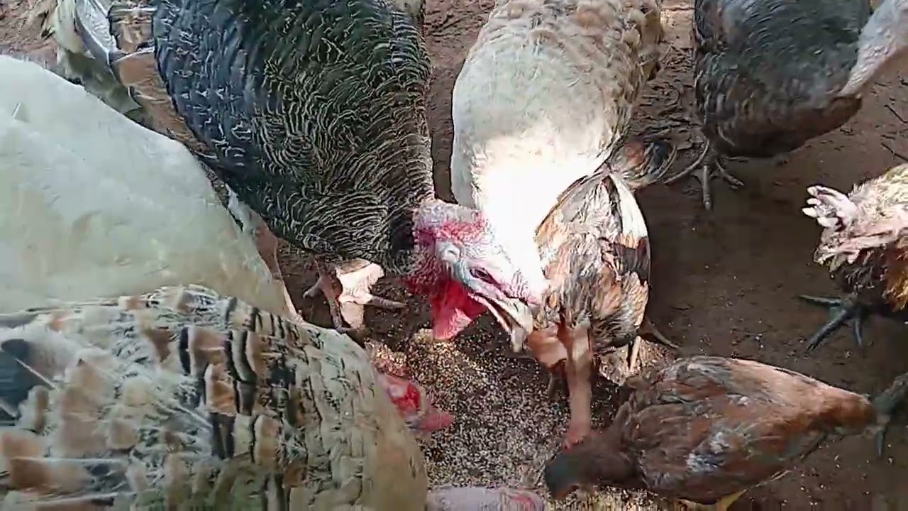 เรื่องไก่งวง อยากเลี้ยงดูคลิปนี้ก่อนตัดสินใจเลี้ยง