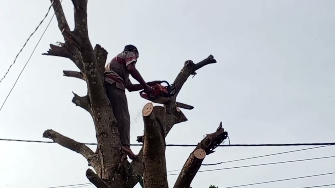 Menegangkan ‼️ tebang pohon diatas kabel listrik 