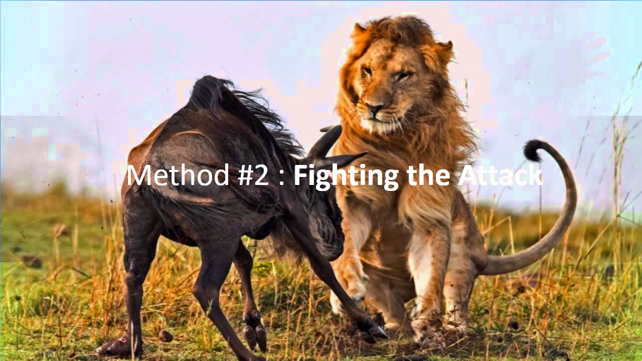 How To Survive A Lion Attack ?